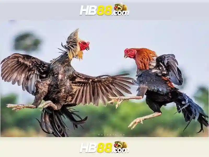 HB88 là gì?